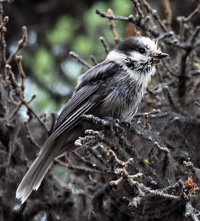 Gray Jay blends in well with the lichen