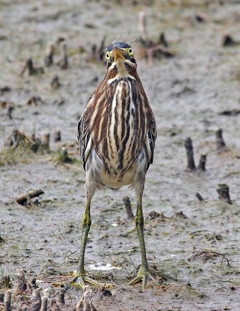 crazy front view of an immature Green Heron