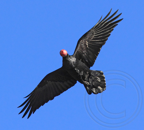 Common Raven in flight...with an apple!