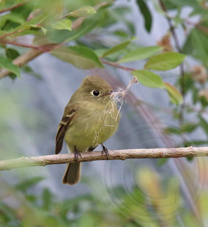 Pacific-slope Flycatcher gathering nest material from a willow