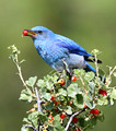 male Mountain Bluebird eating waxy currant berry