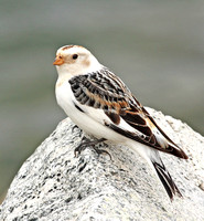 male Snow Bunting