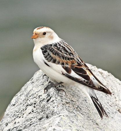 male Snow Bunting