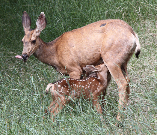 fawns 2015
