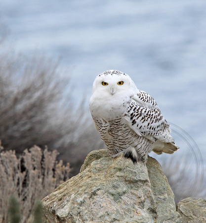 immature female Snowy Owl next to a busy highway on a Friday afternoon