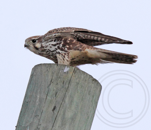 Prairie Falcon juvenile