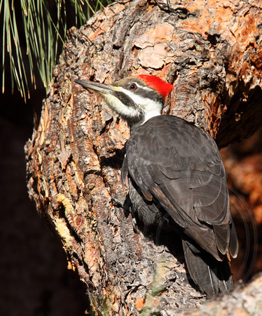 immature female Pileated Woodpecker