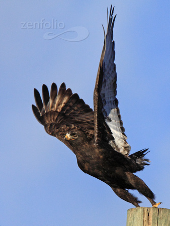 dark morph Rough-legged Hawk