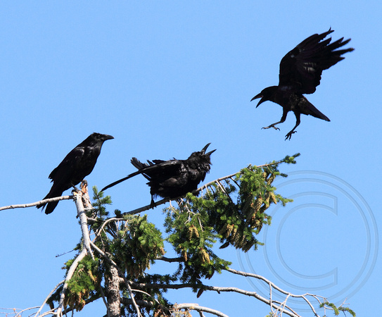 young ravens interacting