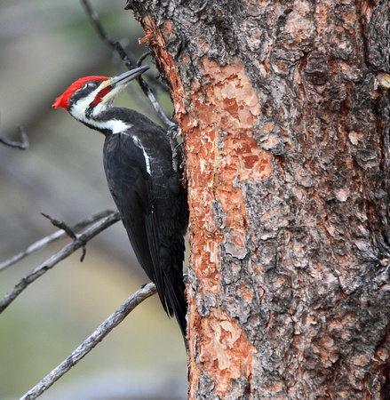 male Pileated