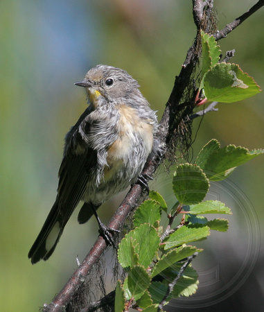 Yellow-rumped Warbler molting mess
