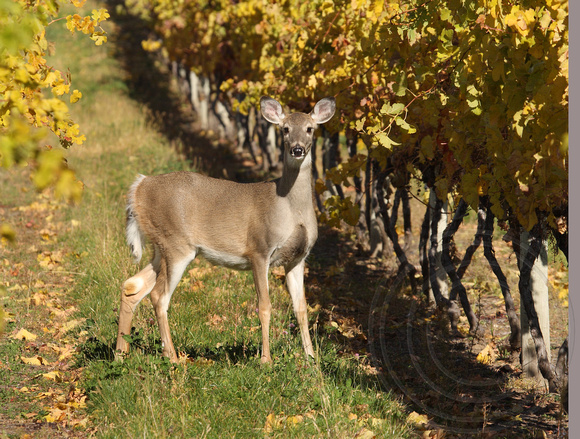 White-tailed Deer in a vineyard
