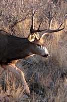 Eight point Mule Deer buck