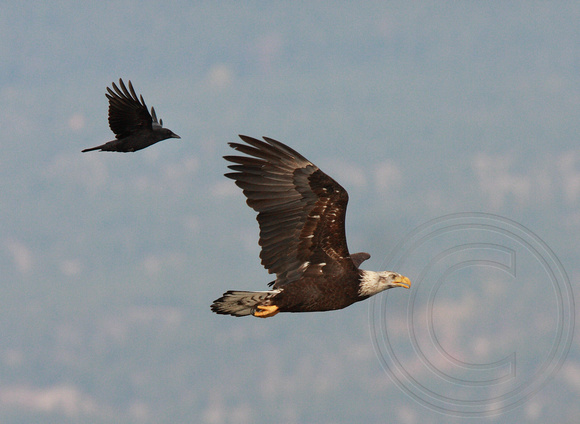 Eagle being chased by a crow