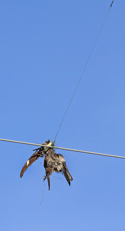 Dead Common Nighthawk caught up in fishing lure and wires