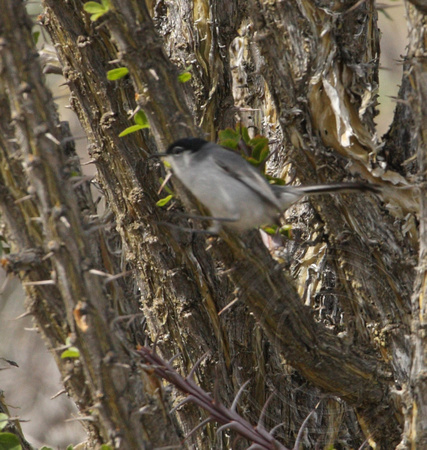 male Black-tailed Gnatcatcher - one of those terrible lifer record shots