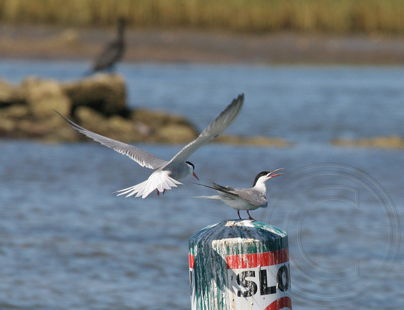 Common Terns in a confrontation
