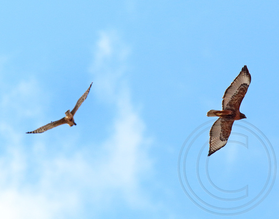 Northern Harrier carrying food being checked out by a rufous morph Red-tail