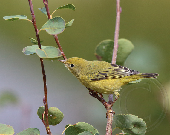 juvenile late season Yellow Warbler