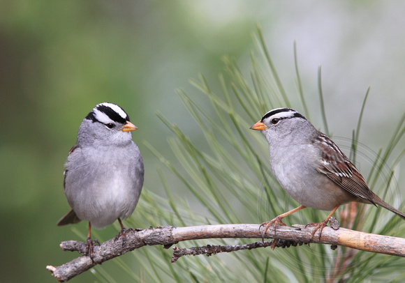 Two males pausing in their singing duet