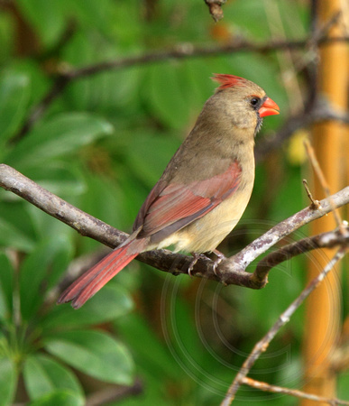 female Northern Cardinal