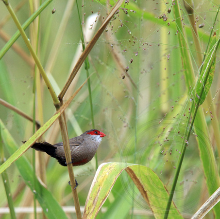Common Waxbill showing black undertail coverts