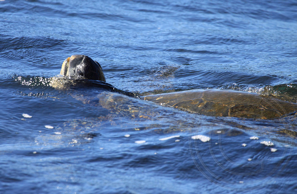 Sea Turtle near shore taking a breath of air at Black Sands