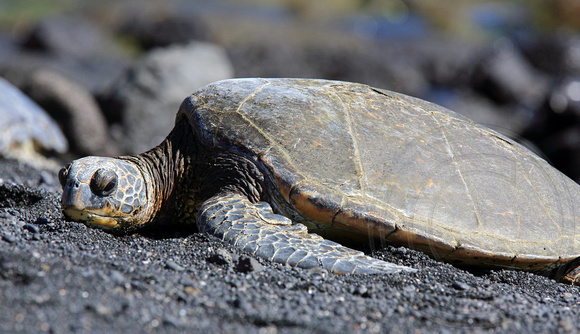 Sea Turtles can reach 400 lbs.!
