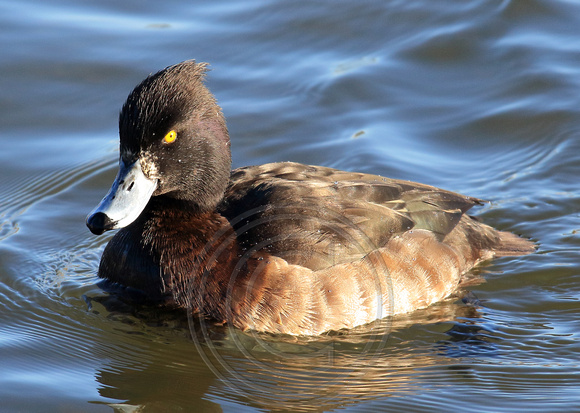 female Tufted Duck