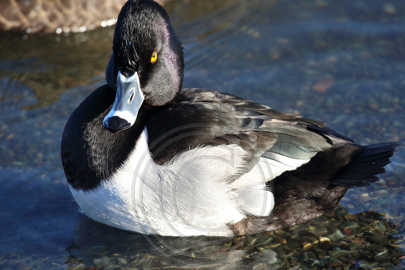 male Ring-necked Duck