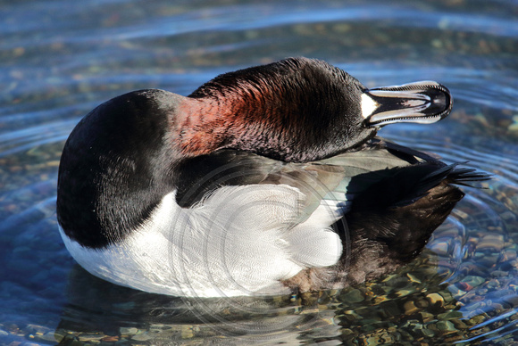 Ring-necked Duck showing its neck