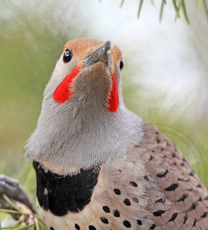 male Northern Flicker and his "mustache"