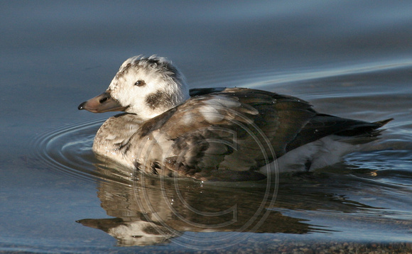 female Long-tailed Duck