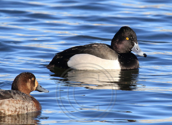 Ring-necked x Lesser Scaup