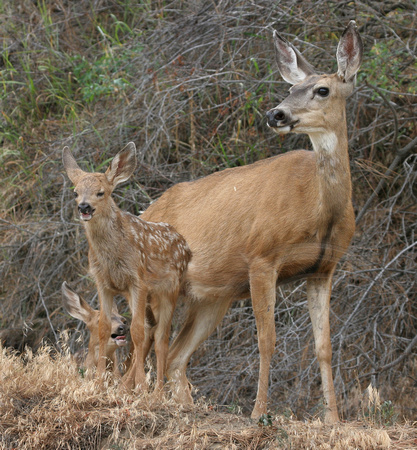 Mule Deer mom and fawns