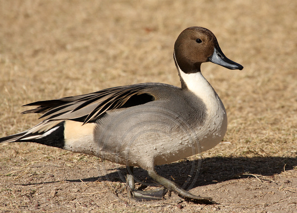 male Northern Pintail again