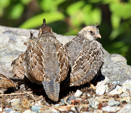 a gathering of young quail