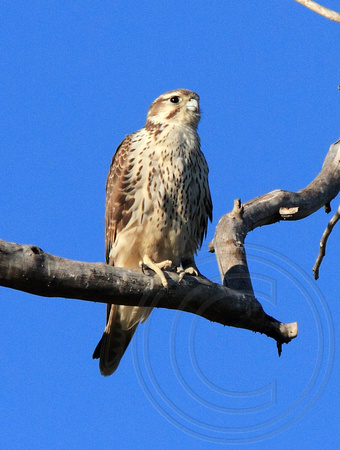 Prairie Falcon near Penticton airport