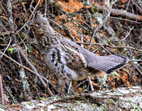 female Ruffed Grouse, the male was not far away