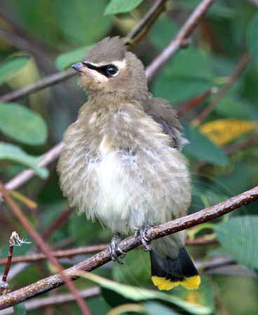baby waxwing