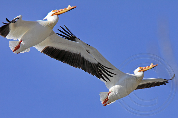 a close fly by of pelicans