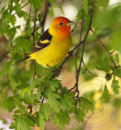 male Western Tanager lurking under hawthorn leaves