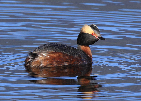 Horned Grebe in May