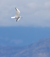 Bonaparte's Gull over the Okanagan