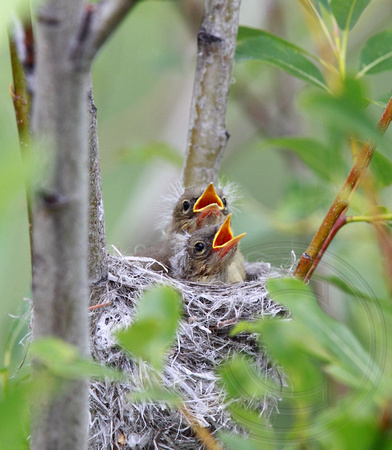 Yellow Warbler nestlings