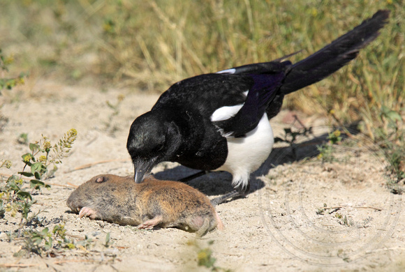 Magpie attacking a pocket gopher