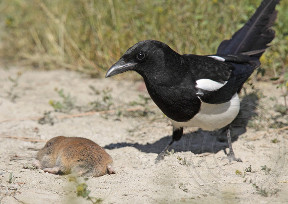 Magpie attacking a pocket gopher