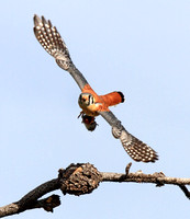 male American Kestrel with food gift for mate