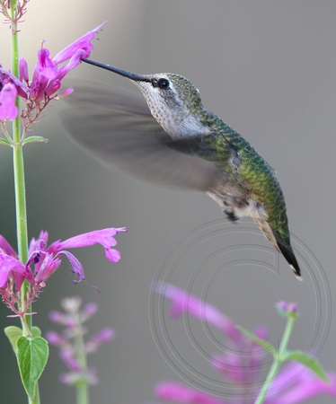 juvenile Black-chinned Hummingbird