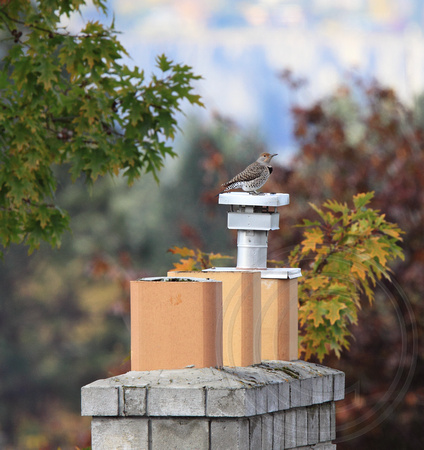 Flicker is infamous for drilling on metal roof vents to make a loud territorial noise